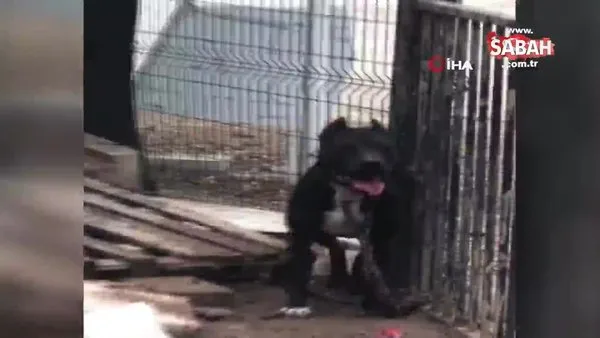 Adana'da Pitbull ve Dogo Argentine cinsi köpeklere operasyon | Video