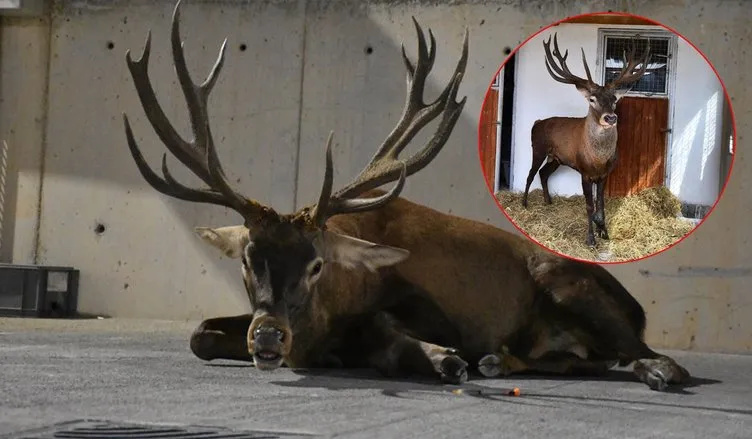 SON DAKİKA... İzmir’deki yaralı geyikten haber var! Sağlık durumu açıklandı: Yaklaşık 1.5 yıldır…