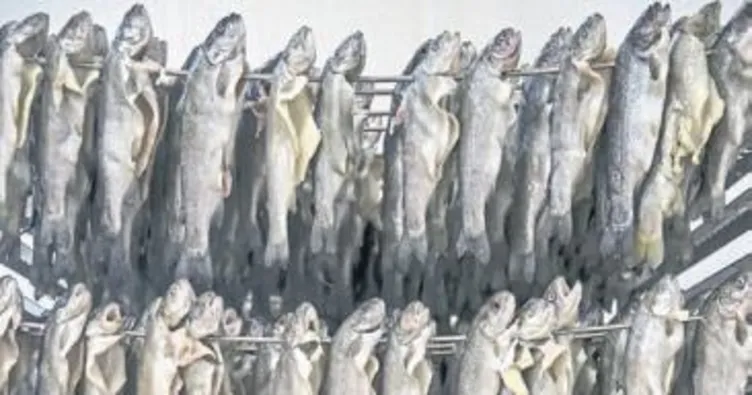 Türk alabalığı görüşme odasında