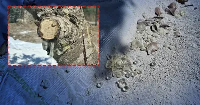 11 yıl boyunca gözü gibi baktılar: Şimdi kilosu 35 bin liradan satılıyor