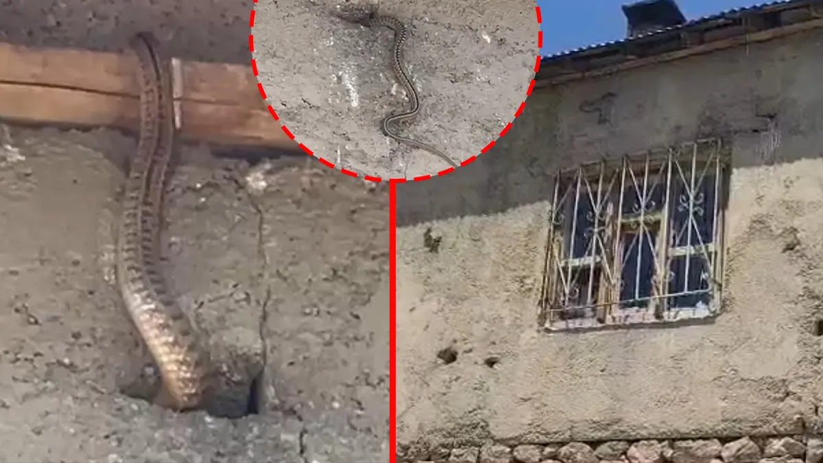 Hakkari’de yılan kabusu! Evin her köşesinden çıkıyorlar: ‘Adeta esir alınmış durumdayız’ Hakkari’de yılan kabusu! Evin her köşesinden çıkıyorlar: ‘Adeta esir alınmış durumdayız’