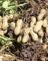 Yer fıstığının kabuğundaki mucize