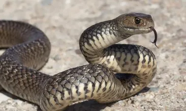 RÜYADA YILAN GÖRMEK - Rüyada yılan ısırması sokması ne anlama gelir? Siyah ve sarı yılan görmenin yorumu