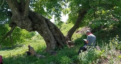 Tunceli’de asırlık ağaçlar tespit edildi