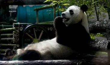Japonya’da panda ikiz doğurdu