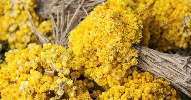 https www sabah com tr saglik 2019 04 25 altin otu faydalari ve zararlari nelerdir altin otu neye iyi gelir