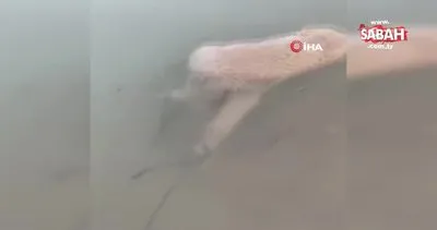 Antalya’da 2 yavru kuzuyu ayaklarına ip bağlayıp Manavgat Irmağı’nda ölüme terk ettiler | Video