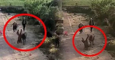 Burdur’da sahibinin elinden kaçan boğa önüne çıkanı böyle devirdi | Video