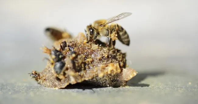 Propolis Faydaları Nelerdir? Propolis Ne İşe Yarar, Sağlığa Faydası Neler, Kimler Kullanamaz?