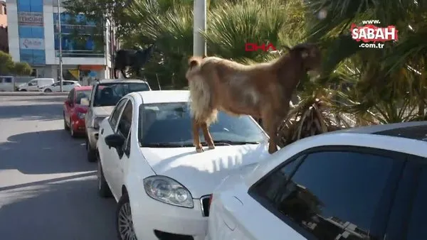 Keçilerin araç üzerinde beslenme keyfi