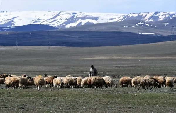 Kars'ta meralar canlanıyor