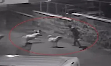 Köpek saldırısından karate hareketleri ile kurtuldu! #erzurum