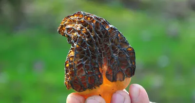 Kuzugöbeği gelir kapısı oldu! Kilosu 200 lirayı buluyor