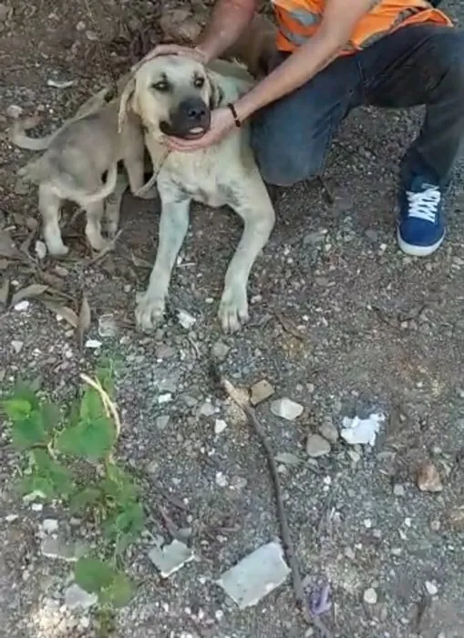 Son dakika Köpeğe tecavüz eden yaşlı adam serbest bırakıldı Son