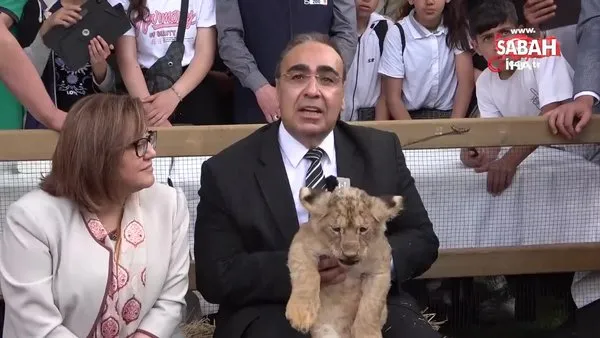 Başkan Erdoğan'a hediye edilen aslan dördüz doğurdu | Video