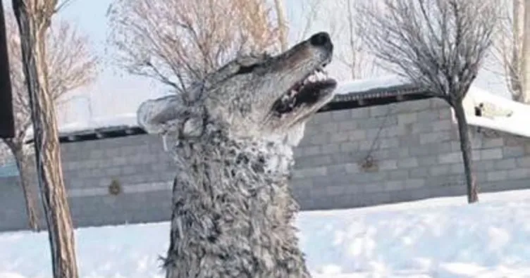 Şehre inen aç kurt soğuktan dondu