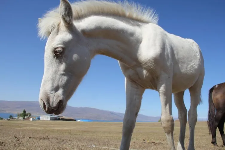 Kars'ta dünyaya gelen 'albino tay' görenleri şaşkına çeviriyor