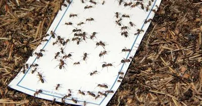 Karıncaları zarar vermeden evden kovabilmek bu kadar kolay!