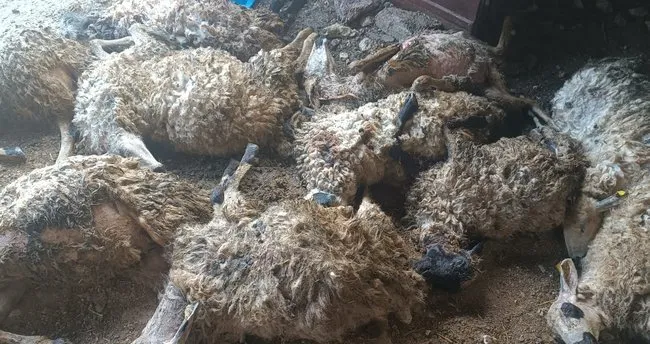 Tunceli’de ağılda izdiham: 11 koyun telef oldu