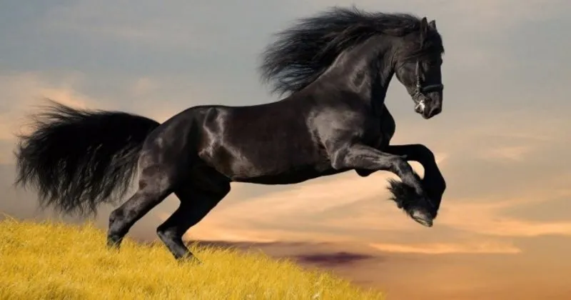 ruyada at gormek nedir ne anlama gelir ruyada beyaz siyah kahverengi at gormek ata binmek son dakika yasam haberleri
