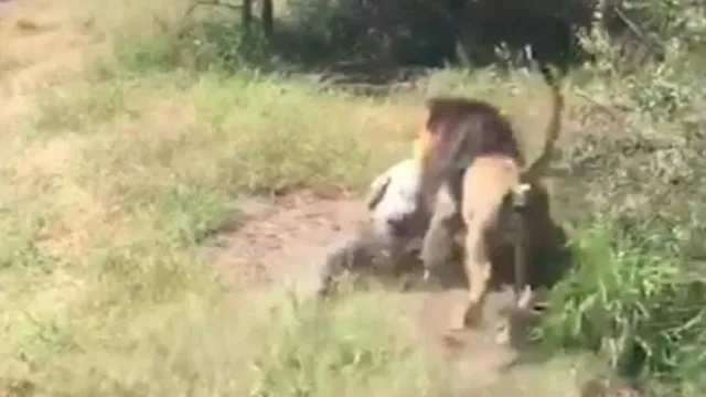 Kaçak gergedan avcılarını aslanlar yedi!