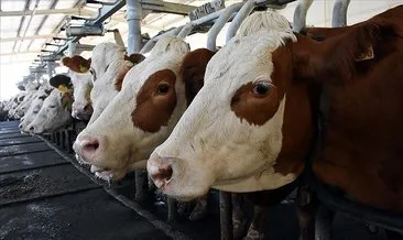 Ticari süt işletmelerince toplanan inek sütü miktarı arttı