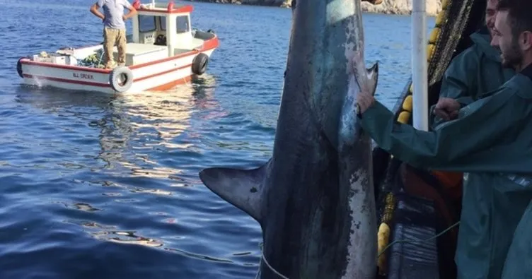 Erdek’te ağlara takılan köpek balığı denize bırakıldı