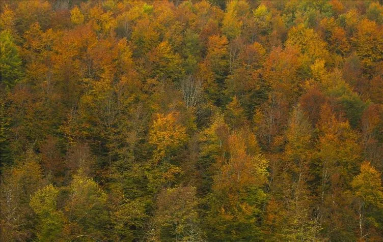 Küre Dağları Milli Parkında sonbahar