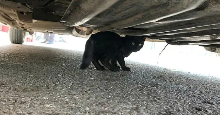 Tokat’ta otomobil motoruna giren kedi 2 saatte kurtarıldı