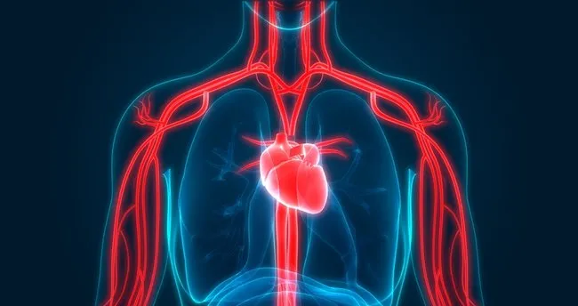 Anjiyo Nedir Anjiyografi Ameliyat Midir Iste Anjiyo Hakkinda Bilinmesi Gerekenler Saglik Haberleri