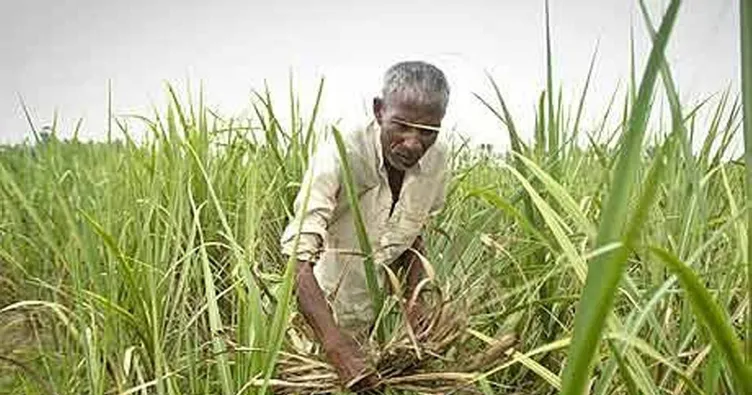 Şeker kamışı suyunun faydaları nelerdir?