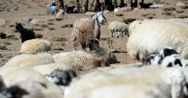 Küçükbaş hayvan sayısı 53,3 milyon oldu