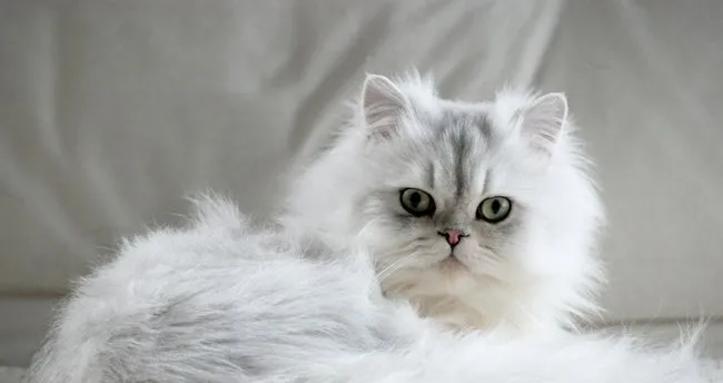 Kedi İç Dış Parazit Aşısı Kaç Ayda Bir Yapılır? İç ve Dış Parazit Aşısı Ne Zaman Yapılır?
