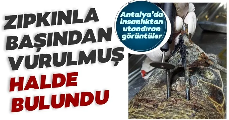 Antalya’da insanlıktan utandıran görüntüler! Başından zıpkınla vurulmuş halde bulundu