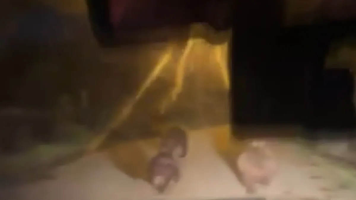 Devrek’te aç kalan ayılar köye indi