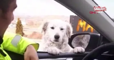 Samsun’da trafik polisinden ekip otosunun camından bakan köpeğe gülümseten soru | Video