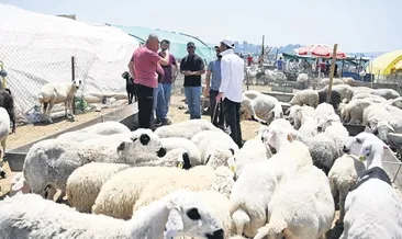 Büyükbaş 300 bin TL, küçükbaş 30 bin TL