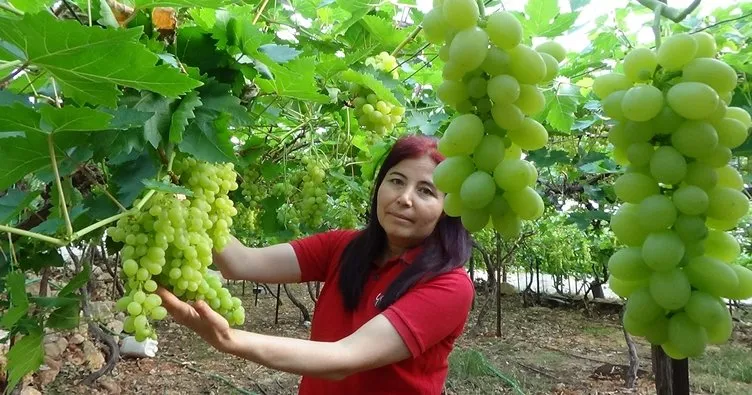 Türkiye’de ilk üzüm hasadı Mersin’de yapıldı: Kilosu 300 TL