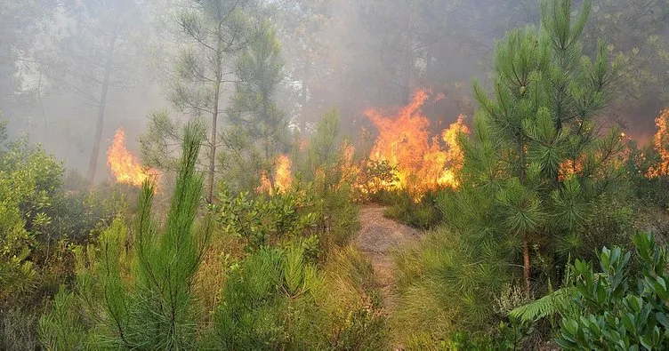İstanbul’da askeri bölgede orman yangını!