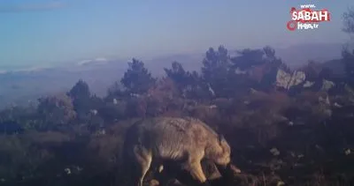 Yaban hayatı fotokapanlara yansıdı