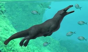 Peru’da 43 milyon yıllık balina fosili bulundu