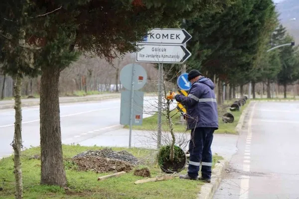 Gölcük’te 400 çınar ağacı dikilecek