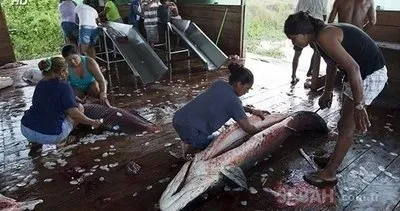 İşte dünyanın en büyük balığı! Yılda bir kez böyle yakalanıyor: O görüntüler paylaşım rekoru kırdı