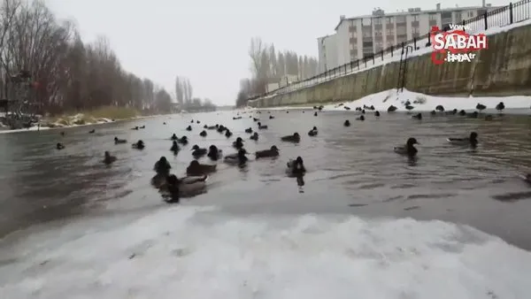 Yeşilbaşlı gövel ördeklerden Çoruh Nehri'nde görsel şölen | Video