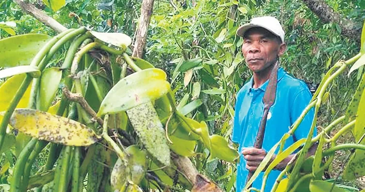 Dünyanın en güzel kokusu: Vanilya