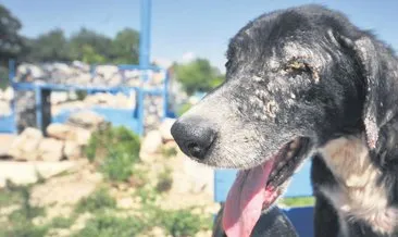 Sel mağduru köpekler Bursa’da tedavide #bartin