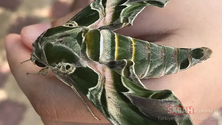 Dünyanın en hızlı kanat çırpan kelebeği Hatay’da görüntülendi