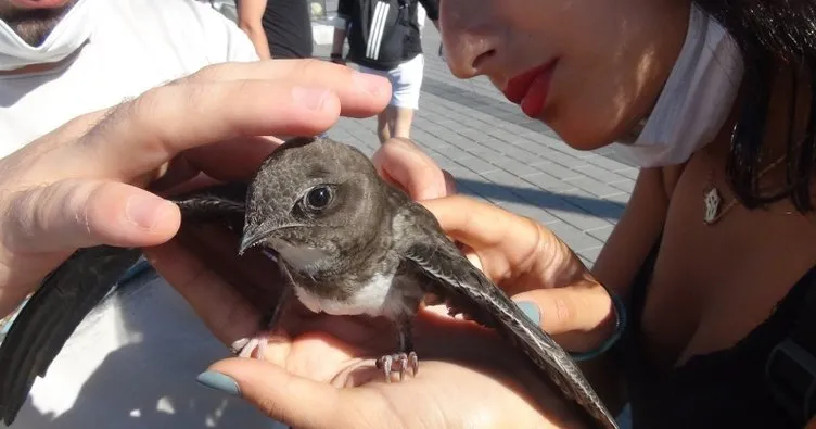 Taksim’de ebabil kuşu bulundu