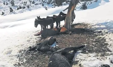 Yılkı atları telef oldu