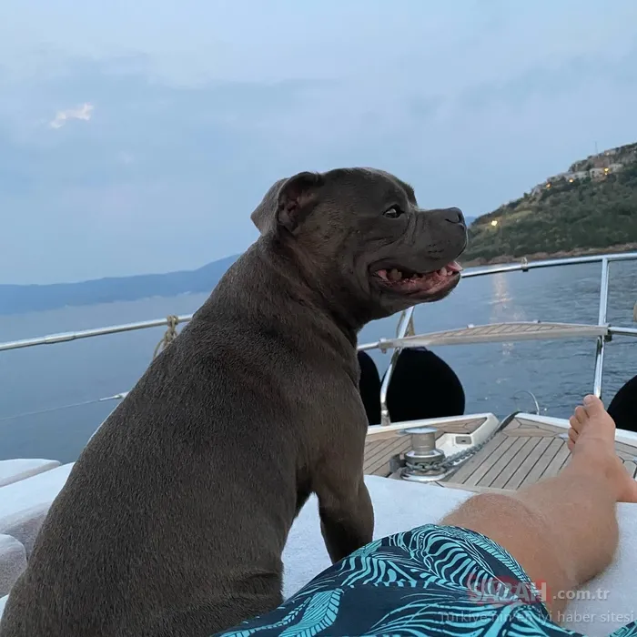 Kıvanç Tatlıtuğ kaybettiği can dostuna özlemini haykırdı! ’Her an aklımda ve her zaman yanımdasın’